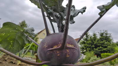 DSCN4988-2 DSCN4988-2