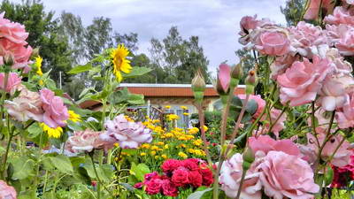 DSCN4991-3 DSCN4991-3