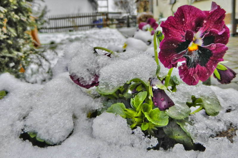 DSCN9217-2 DSCN9217-2