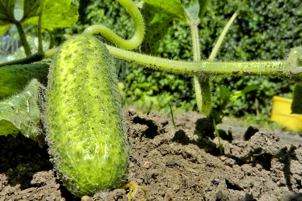 DSCN9923-2 DSCN9923-2