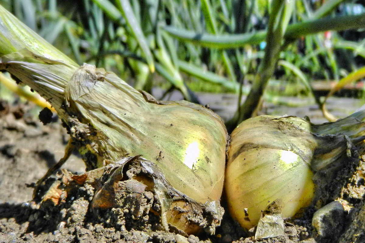 DSCN9936-2 DSCN9936-2