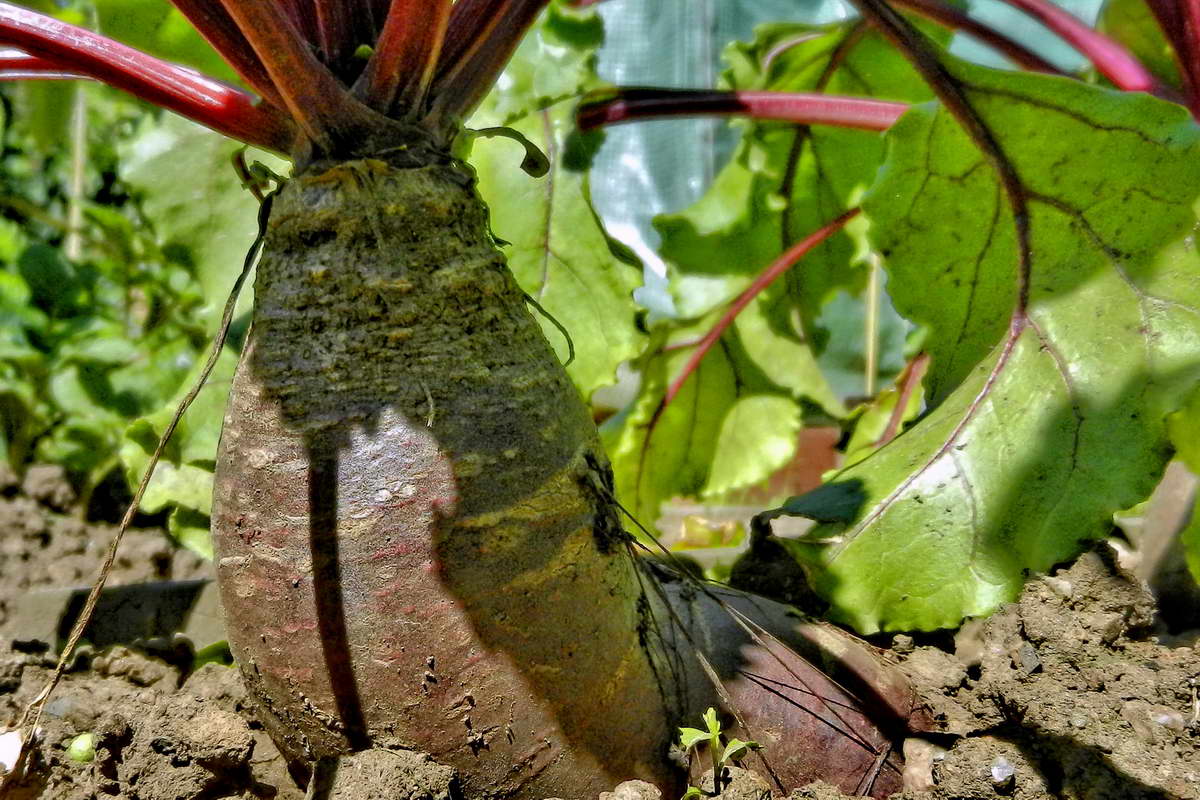 DSCN9937-2 DSCN9937-2