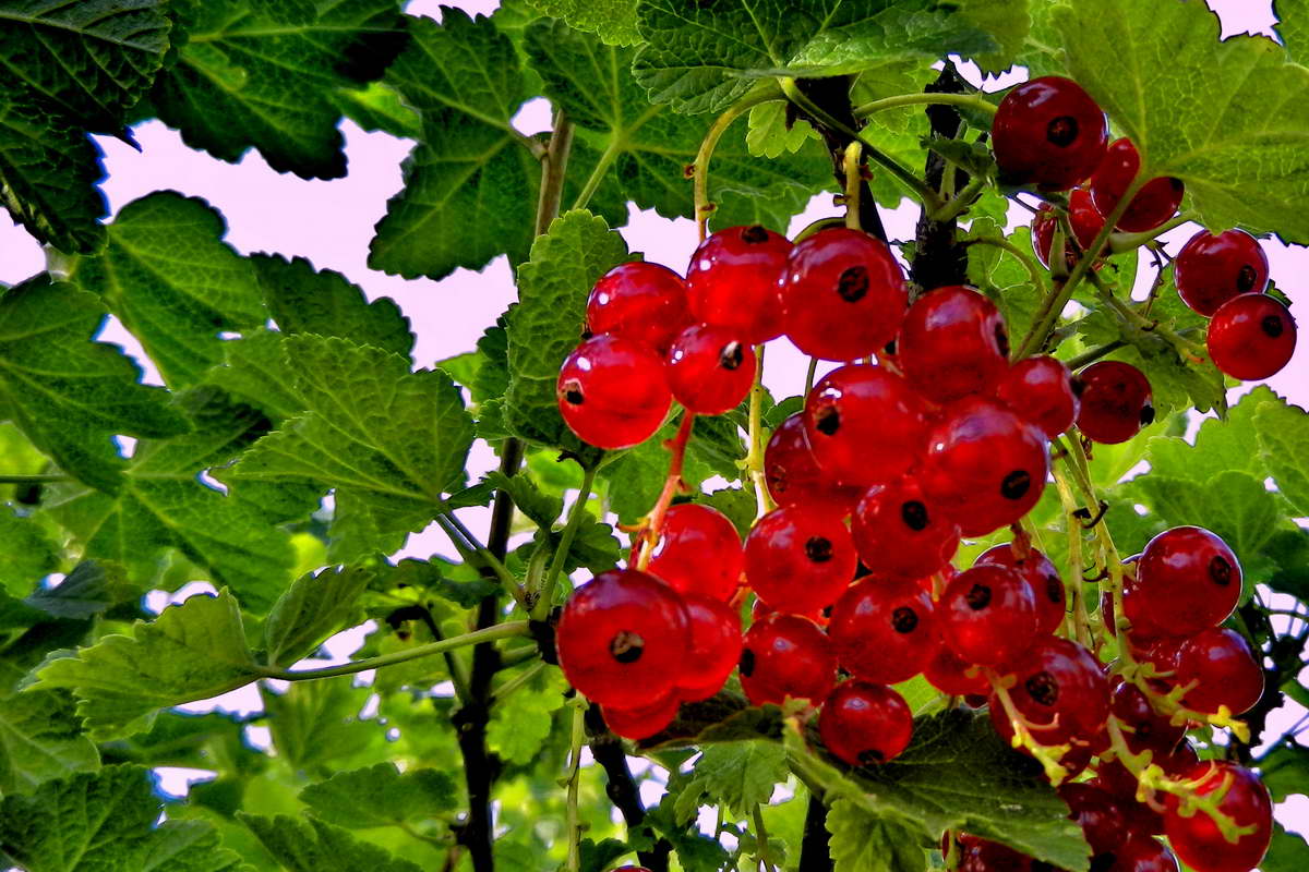 DSCN9956-2 DSCN9956-2