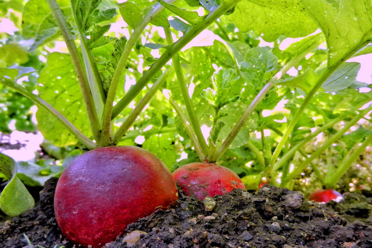 DSCN9959-2 DSCN9959-2