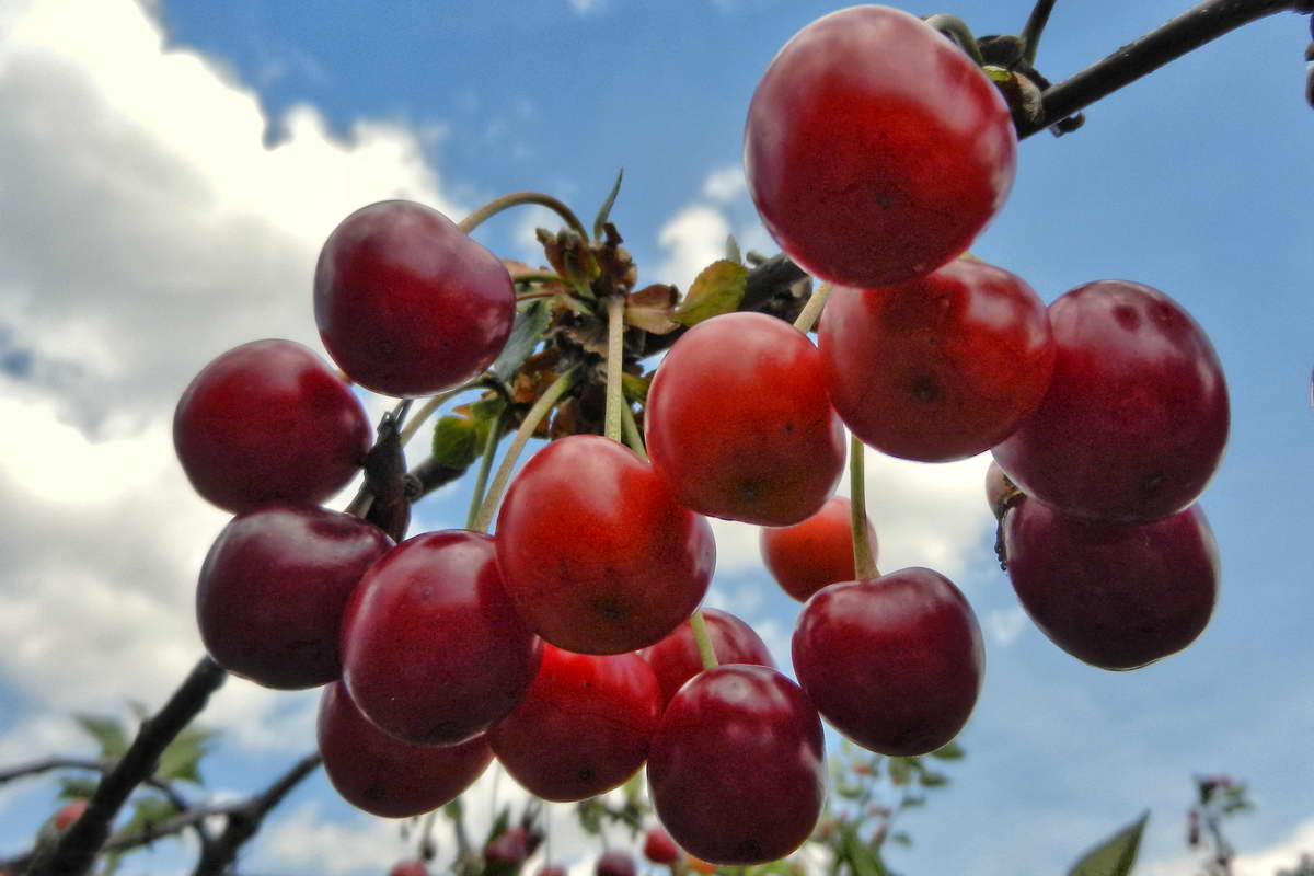 DSCN9966-2 DSCN9966-2