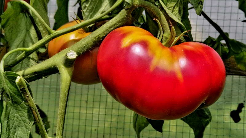 IMG_20160806_131102-2 IMG_20160806_131102-2