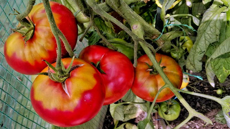 IMG_20160806_131119-2 IMG_20160806_131119-2