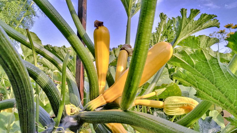 IMG_20170801_181750838-2 IMG_20170801_181750838-2