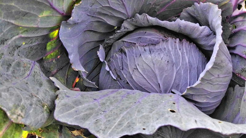 IMG_20170801_181940360-2 IMG_20170801_181940360-2