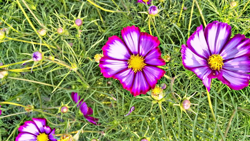 IMG_20170801_182316031-2 IMG_20170801_182316031-2