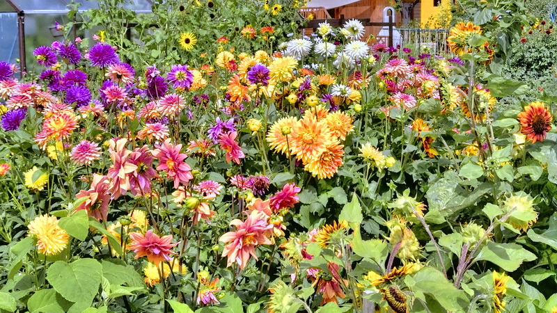 IMG_20170806_144254641-2 IMG_20170806_144254641-2