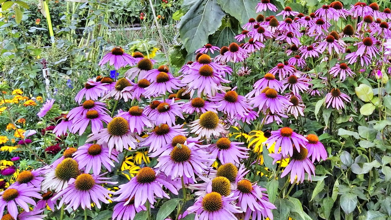 IMG_20170806_144732898-2 IMG_20170806_144732898-2