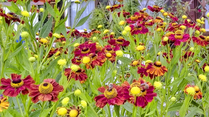 IMG_20170806_144934093-2 IMG_20170806_144934093-2