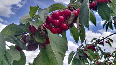 IMG_20190620_153336 IMG_20190620_153336