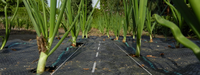 Zwiebel-Allee Zwiebel-Allee